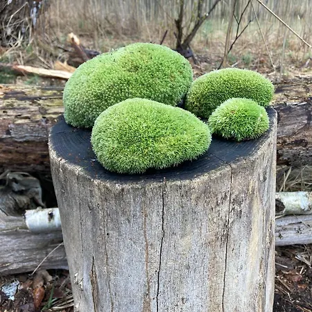 Ferienloft Libela Im Spreewald Διαμέρισμα