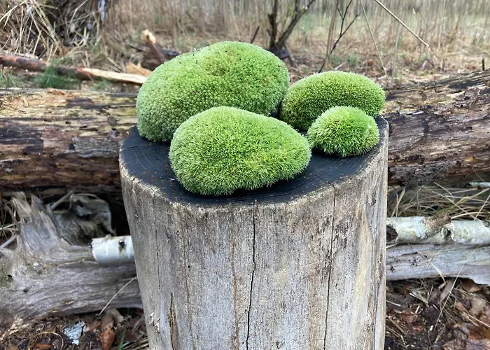 Ferienloft Libela Im Spreewald Lägenhet